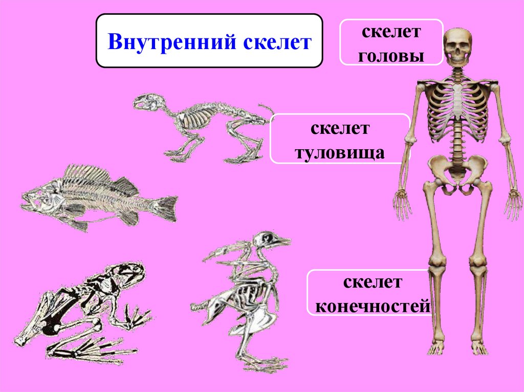 Внутренний скелет главный. Скелет опора. Внутренний скелет. Внутренний скелет это организм.