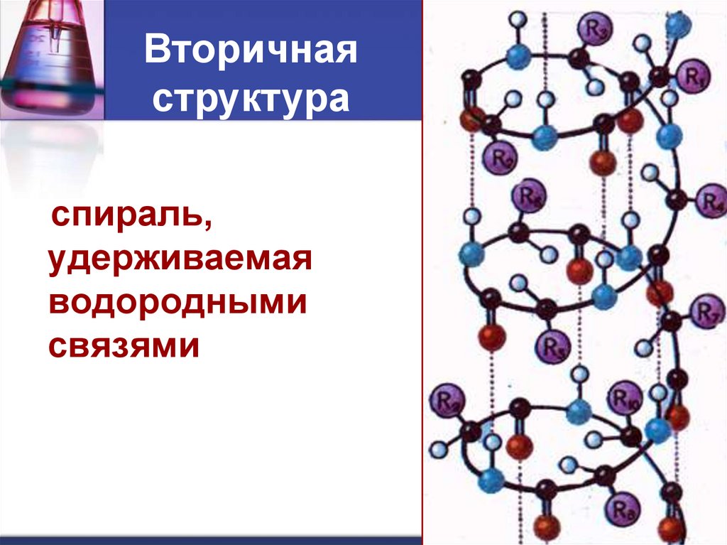 Презентация на тему белки по химии