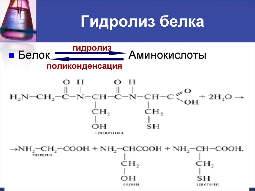 Щелочной гидролиз белка. Гидролиз белков уравнение реакции. Гидролиз белка реакция. Уравнение реакции гидролиза белка. Белок химия гидролиз реакция.