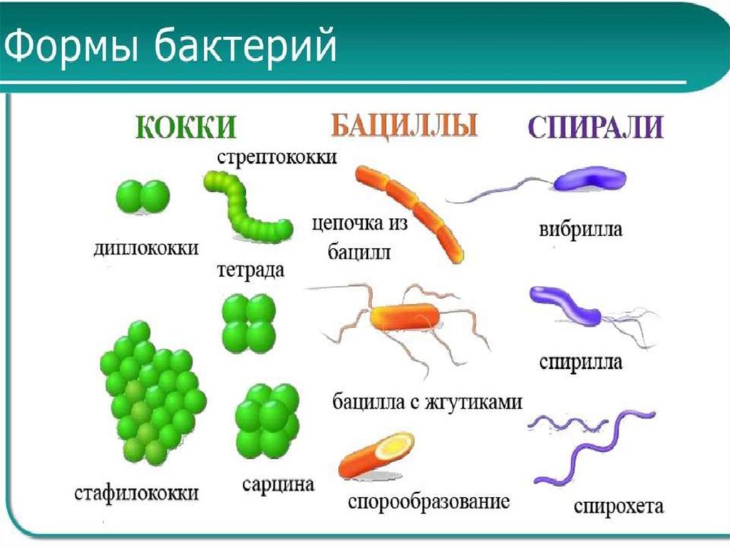 Сделайте вывод о разнообразии форм тела бактерий. Бактерии названия 2 класс бациллы. Строение и формы бактерий. Биология 5 класс палочковидные бактерии бациллы. Биология 5 класс микроорганизмы бактерии.