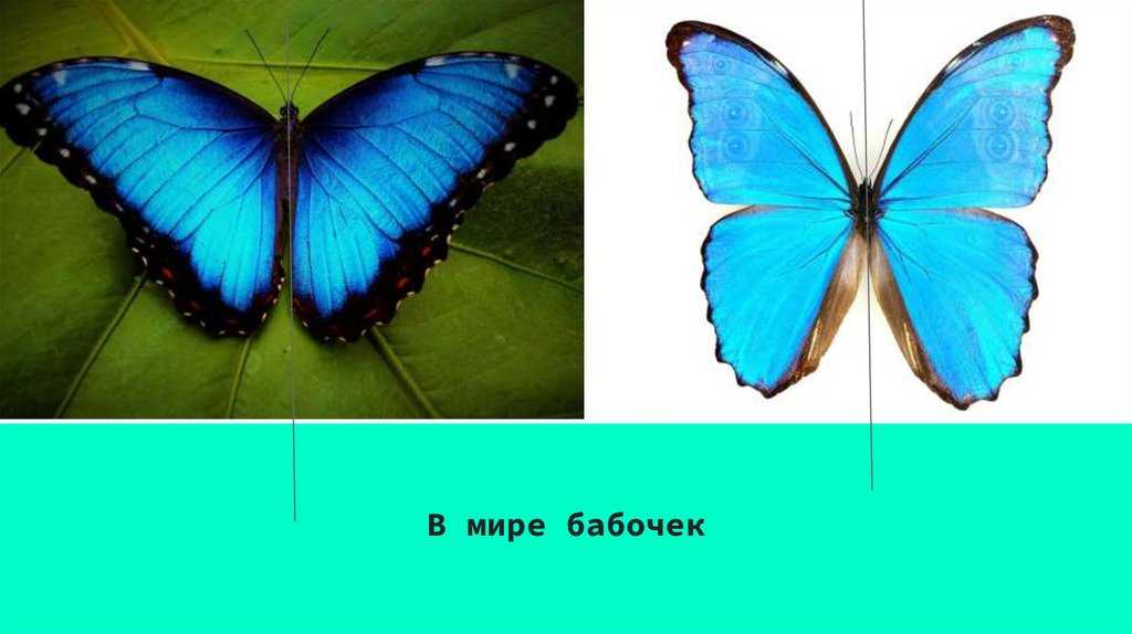 Ось симетрии - презентация онлайн