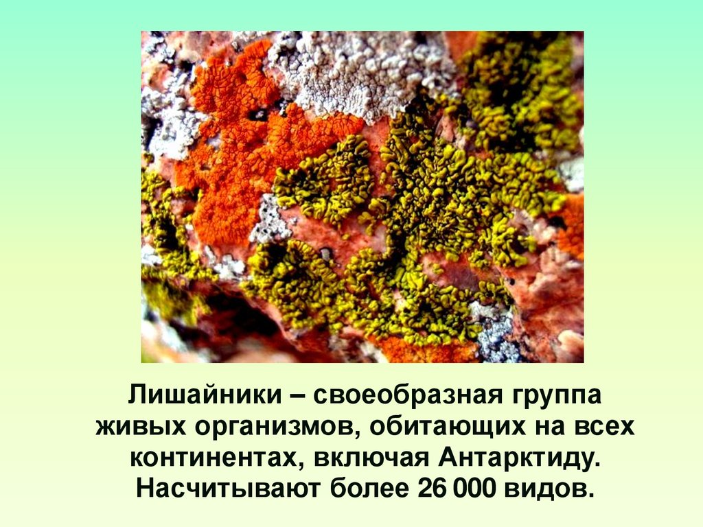 5 род лишайников. Рост лишайников. Лишайники презентация. Лишайники 5 класс биология Пасечник. Загадки лишайников презентация.