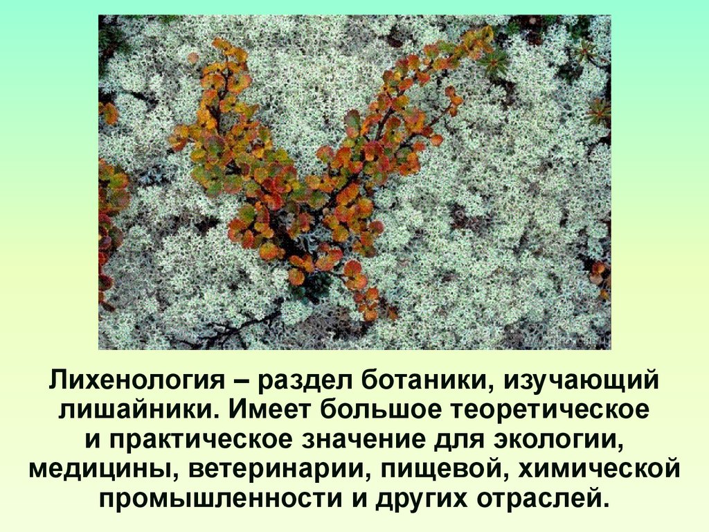 Сообщение значение лишайников. Лишайники значение. Лишайники значение в природе. Наибольшее значение лишайники имеют для. Значение лишайников в природе.