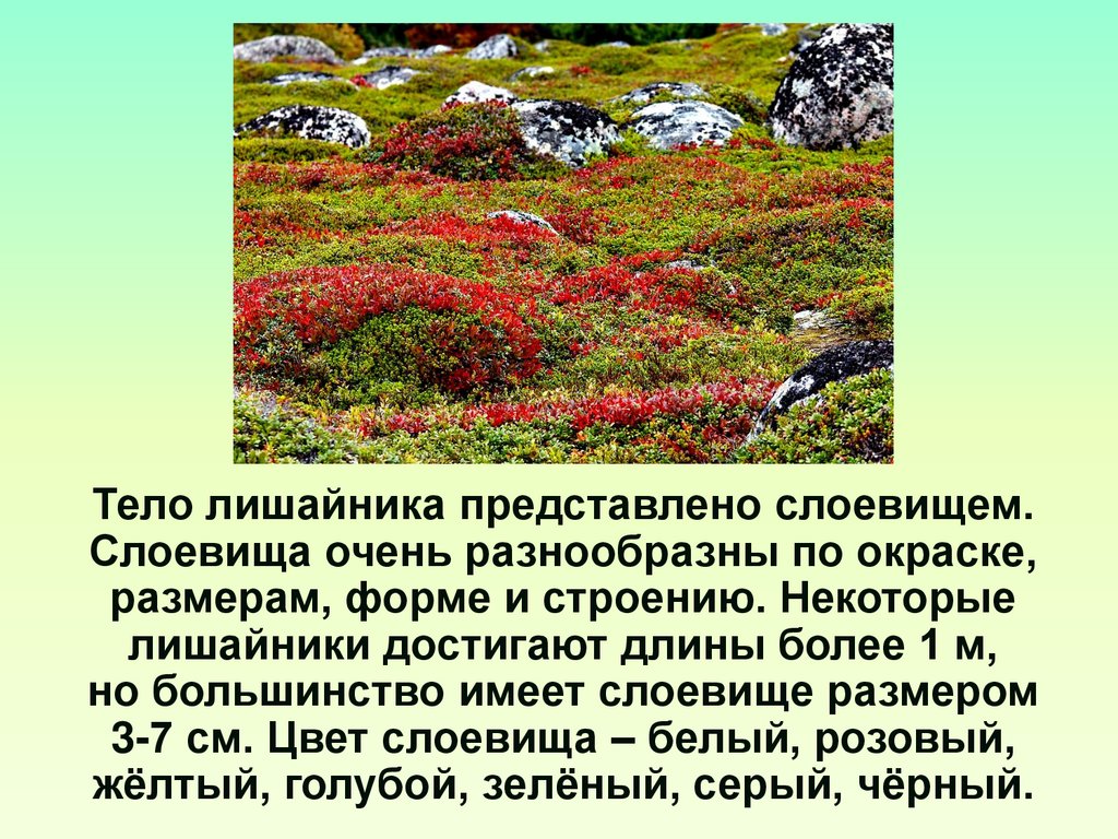 Лишайник представляет собой