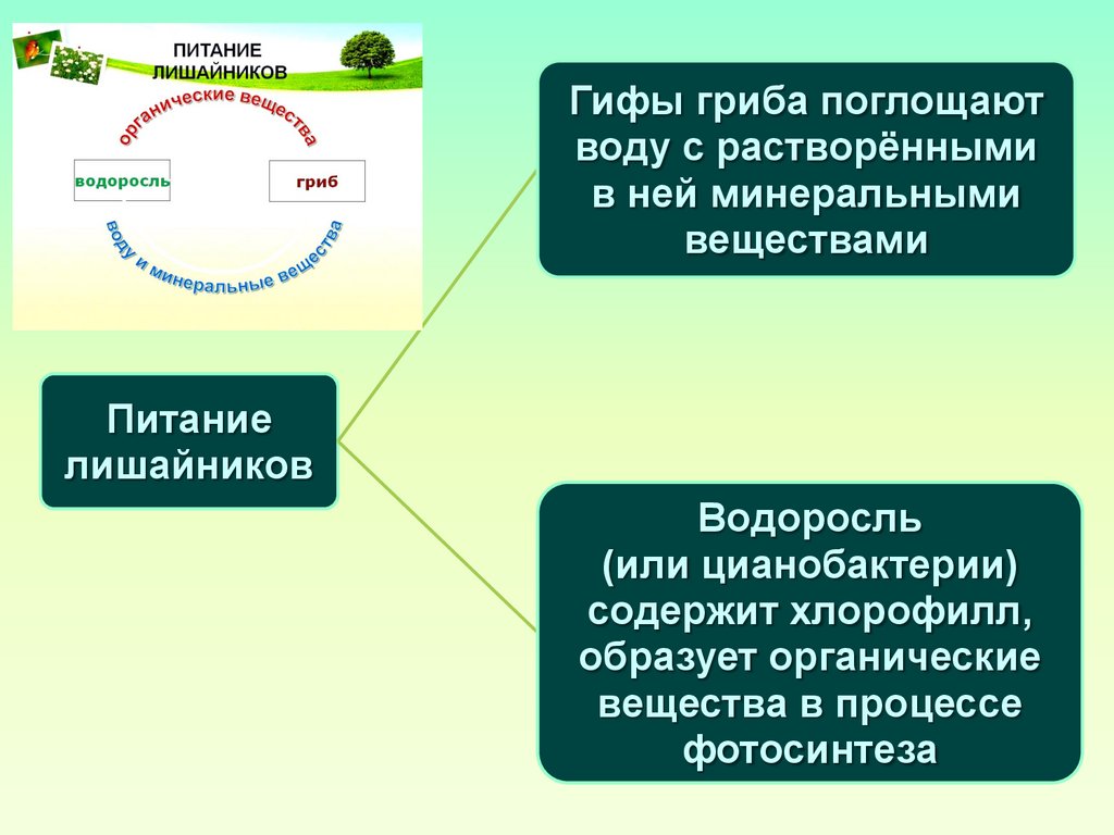 Лишайники. Значение лишайников в природе - презентация онлайн