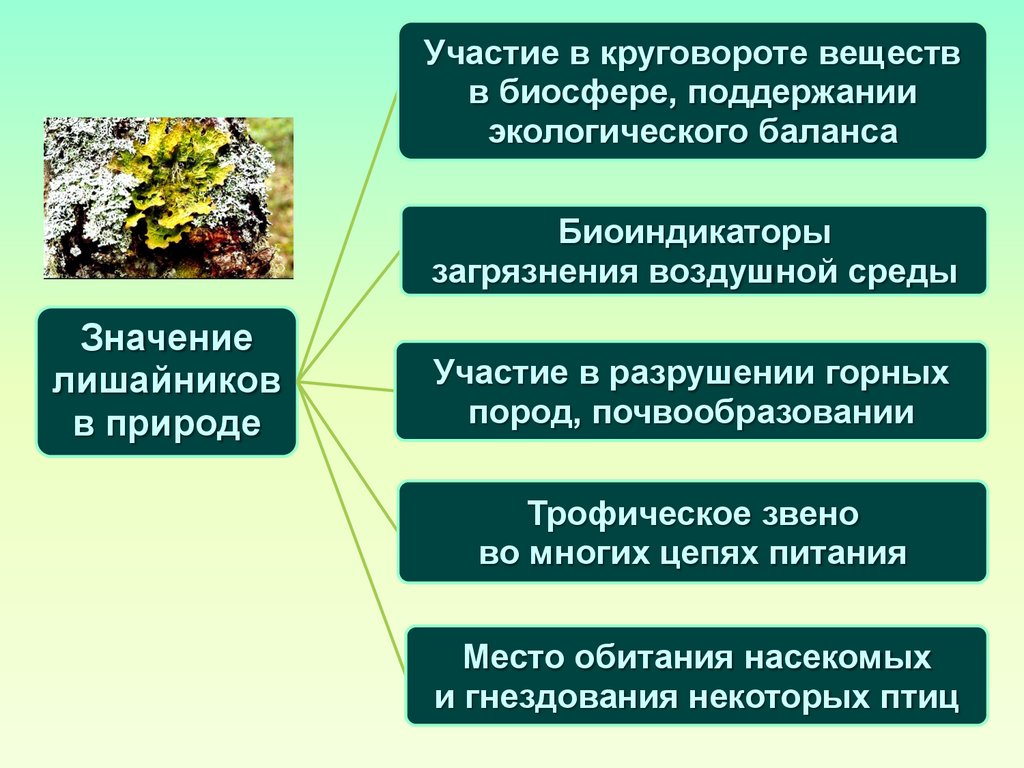 Лишайники. Значение лишайников в природе - презентация онлайн