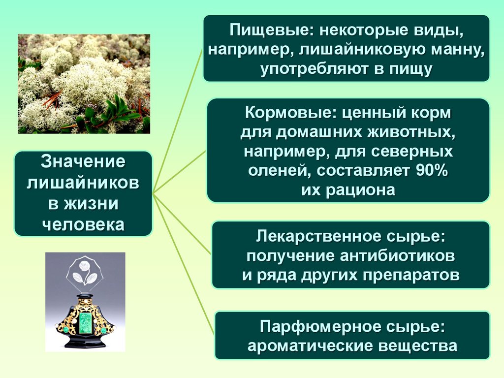 Лишайники. Значение лишайников в природе - презентация онлайн