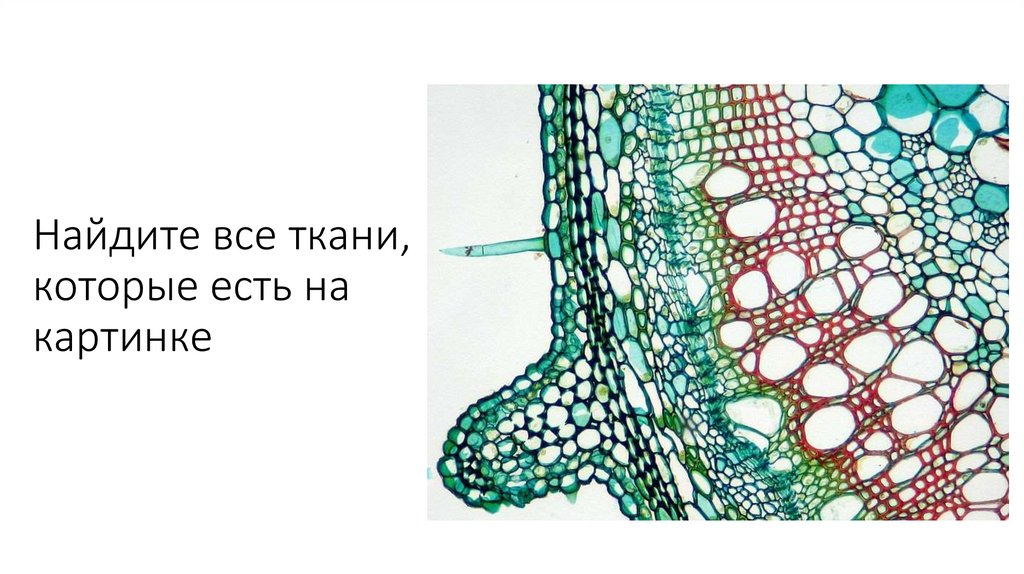Ткани растений и деление клеток - презентация онлайн