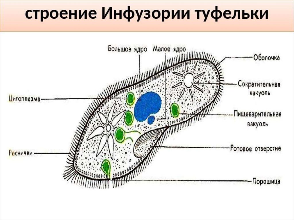 Инфузория туфелька какой органоид