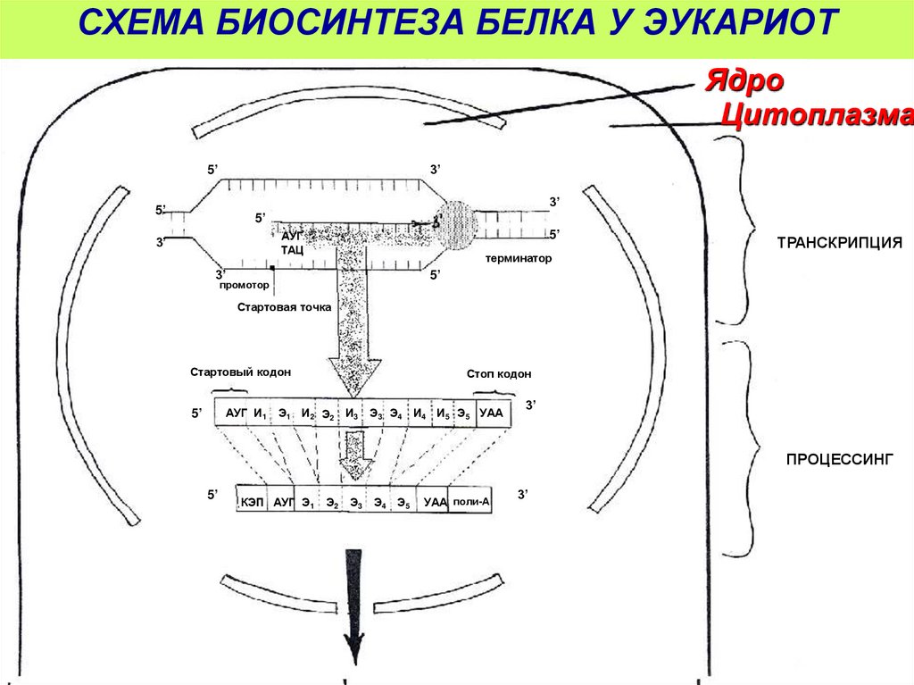 Схема транскрипции эукариот