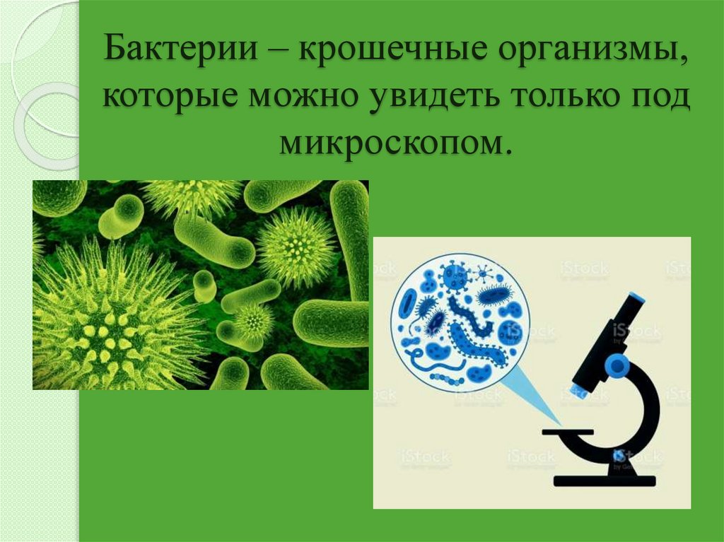 Бактерии на букву б. Крошечные организмы. Организм и окружающая среда. Организмы вместе. Крошечные организмы которые живут повсюду.