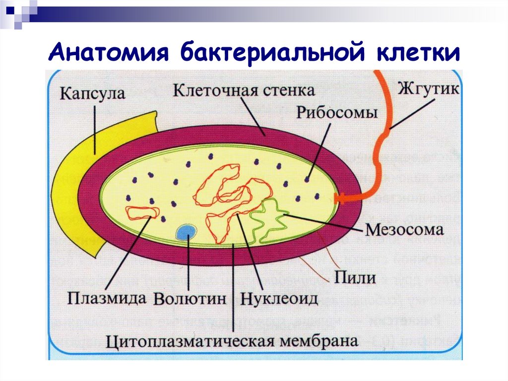 Анатомия бактериальной клетки. Строение микроорганизмов. Простейшие микроорганизмы строение.