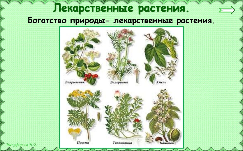 1 шт 3 растительное. Охрана лекарственных растений. Охрана е растений 3 класс. Растения охрана растений 3 класс. Окр мир 3 класс охрана растений.