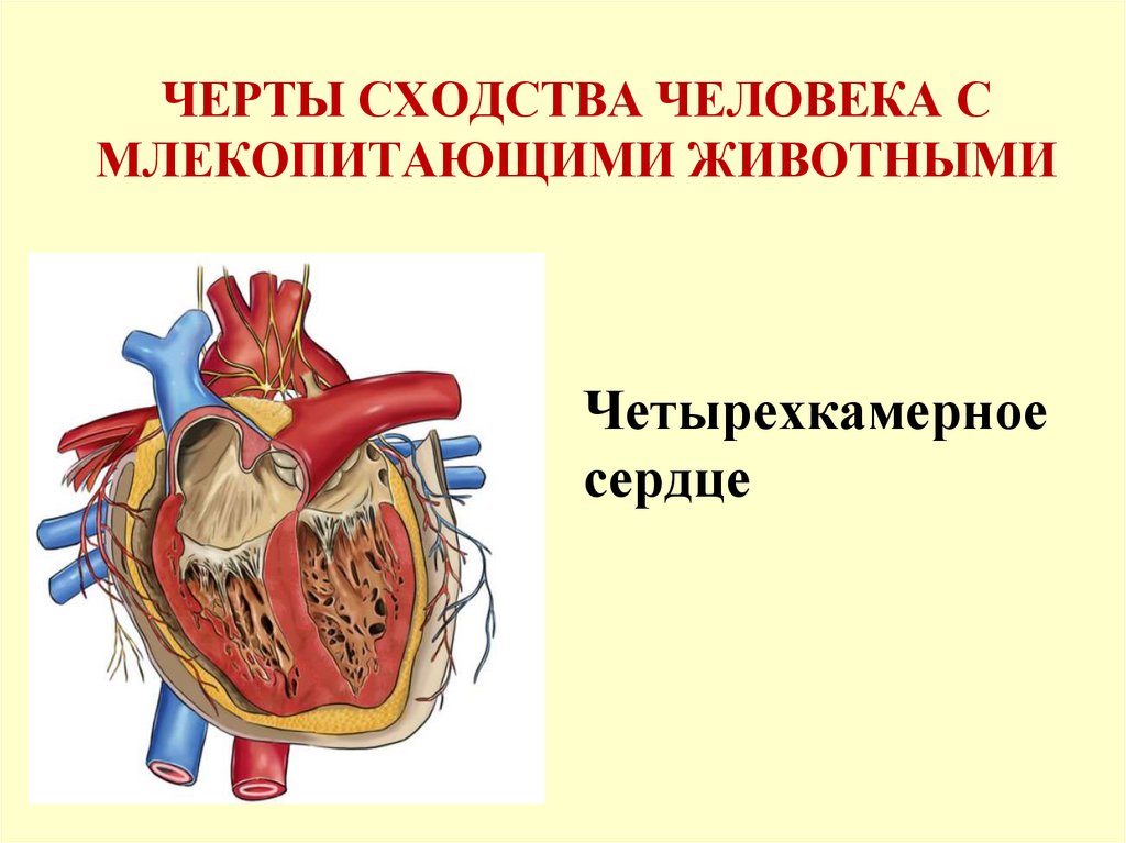 Четырёхкамерное сердце. Сердце человека четырехкамерное. Животные с четырехкамерным сердцем. Черты сходства человека с млекопитающими. Четырехкамерное сердце наличие диафрагмы