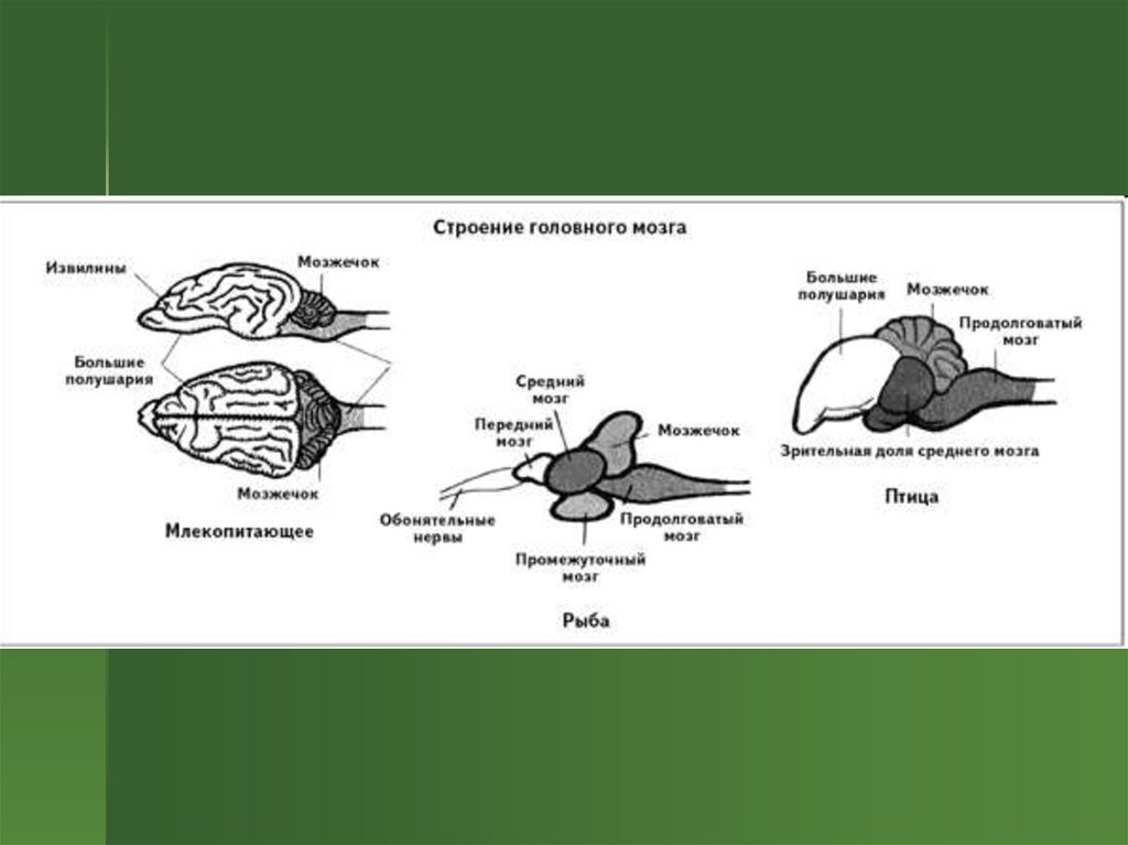 Какой мозг у рыб. Строение отделов головного мозга млекопитающих. Строение головного мозга позвоночных схема. Отделы головного мозга млекопитающих схема. Отделы головного мозга хордовых.