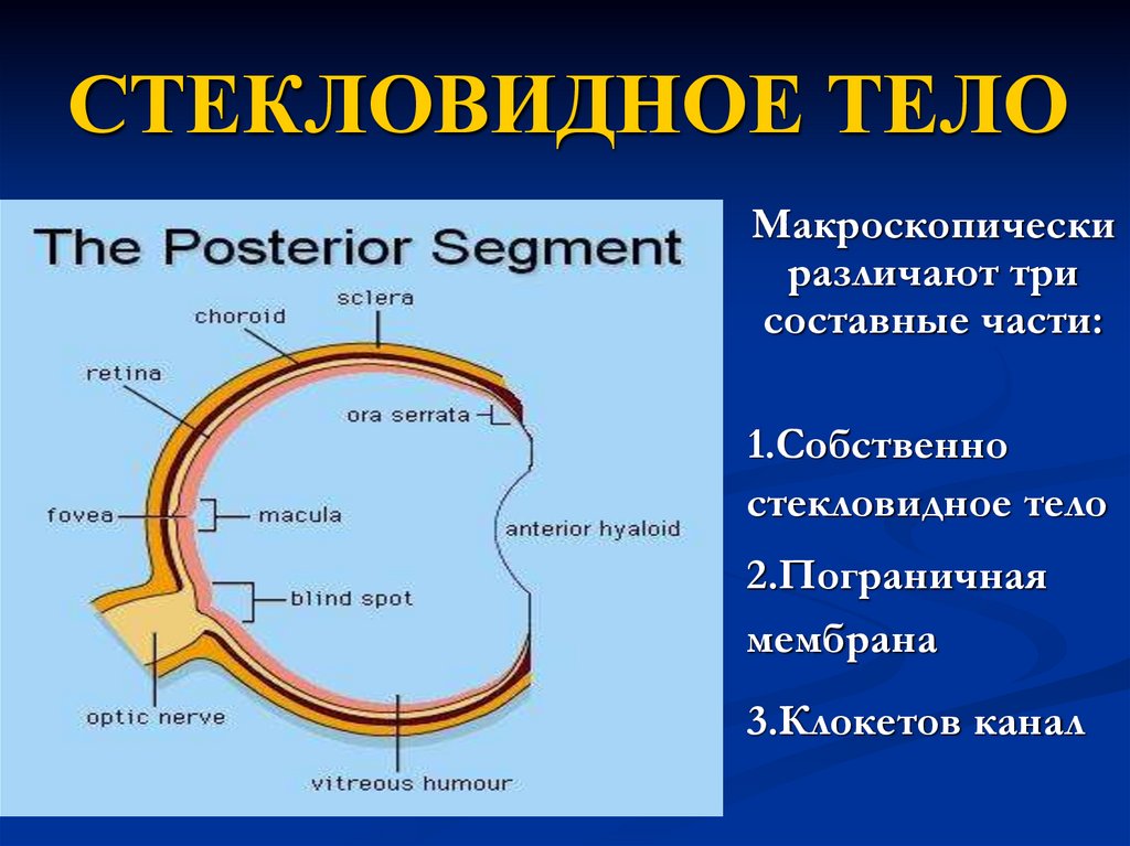 Стекловидное тело