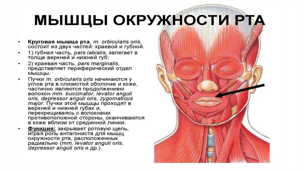 Миология Флекс