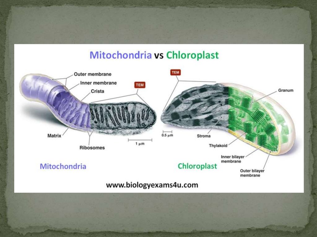 Митохондрии у прокариот. Митохондрии через световой микроскоп. Строение митохондрии под микроскопом. Митохондрии и хлоропласты. Митохондрии в световом микроскопе.