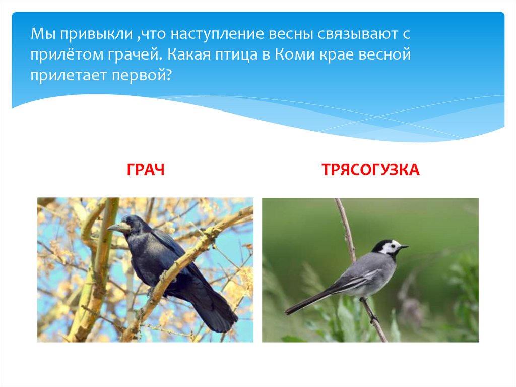 Перелетные птицы забайкалья. Весенние изменения в природе 2 класс. Какие птицы первыми прилетают весной в наши края. Сова зимующая птица или Перелетная. Какие птицы живут в горах Кавказа.