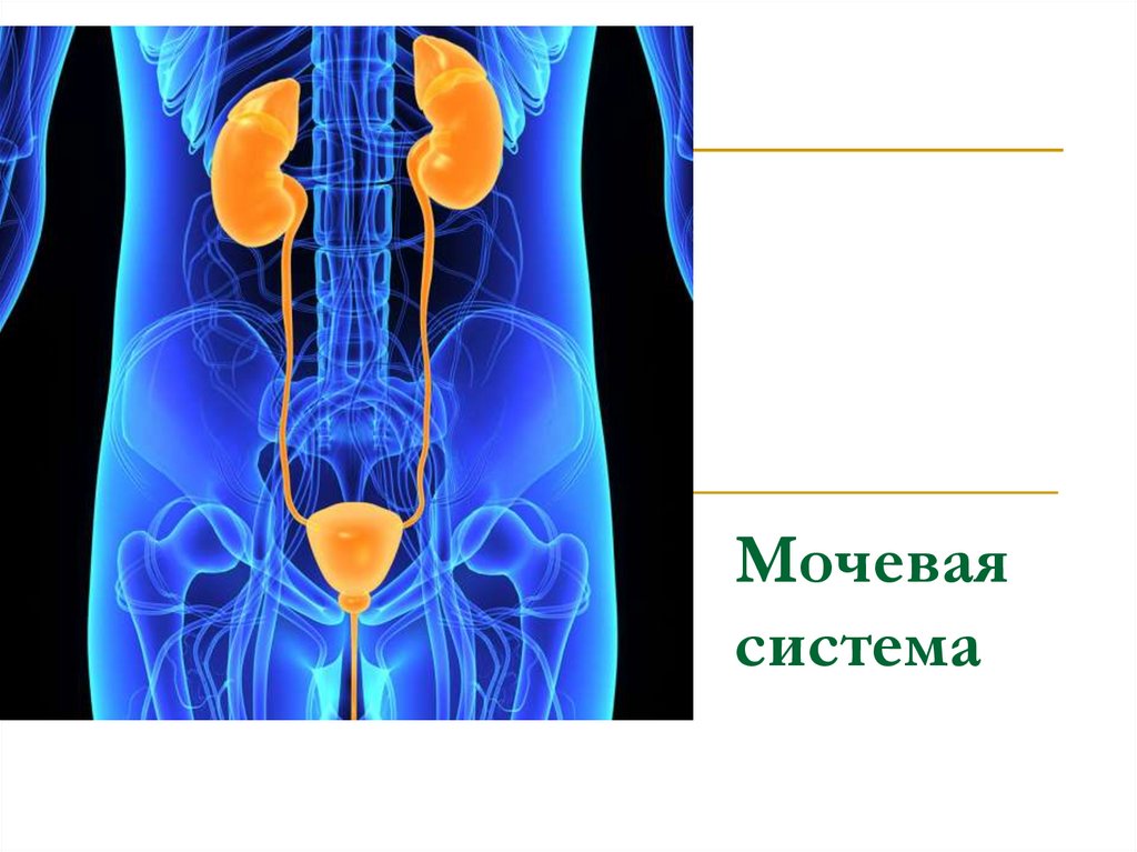 Мочевая система развитие. Мочевыделительная система человека. Онкология в гинекологии. Почки в теле человека.