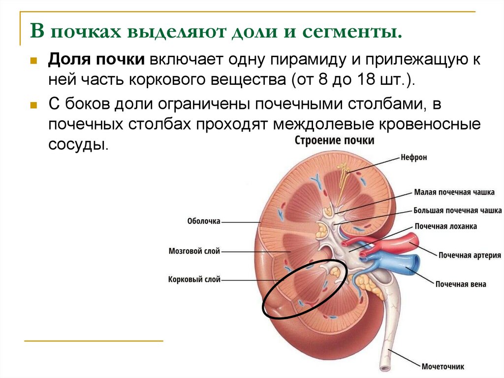 Схема почечной дольки