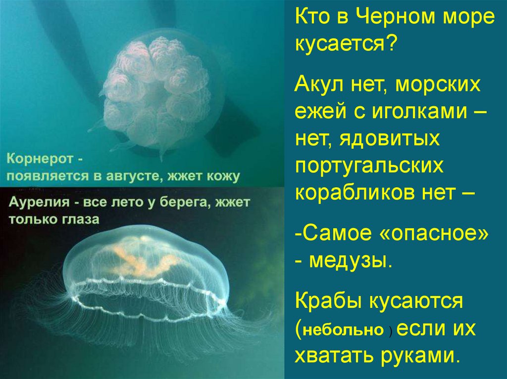 Море презентация для детей