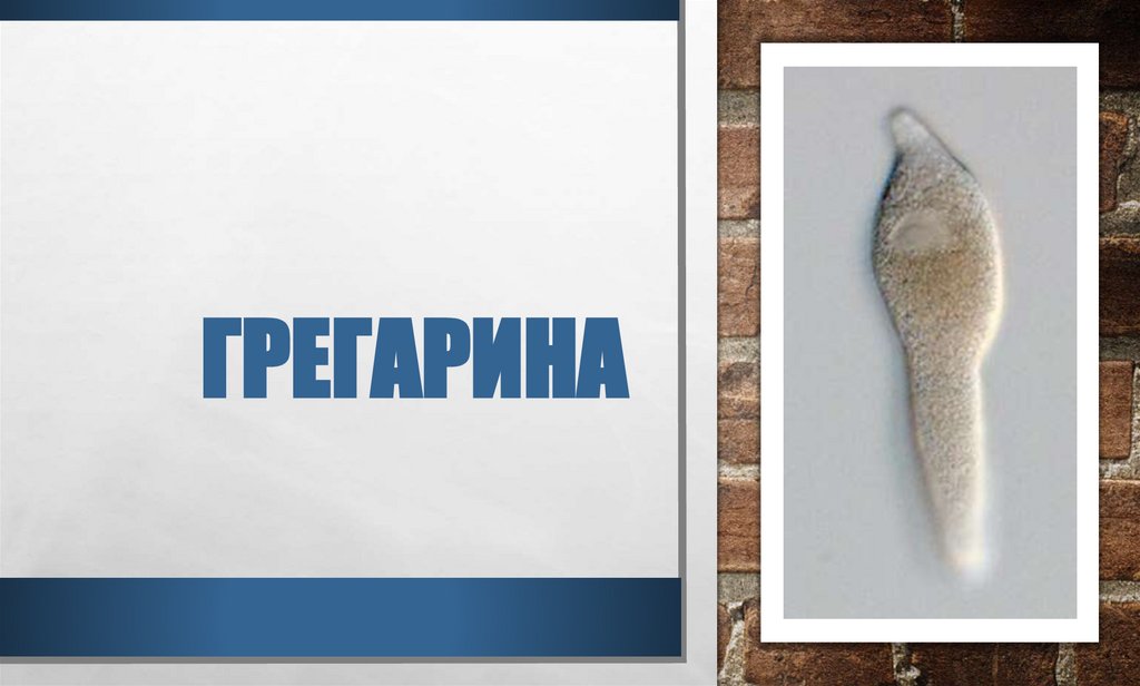 Грегарина - презентация онлайн