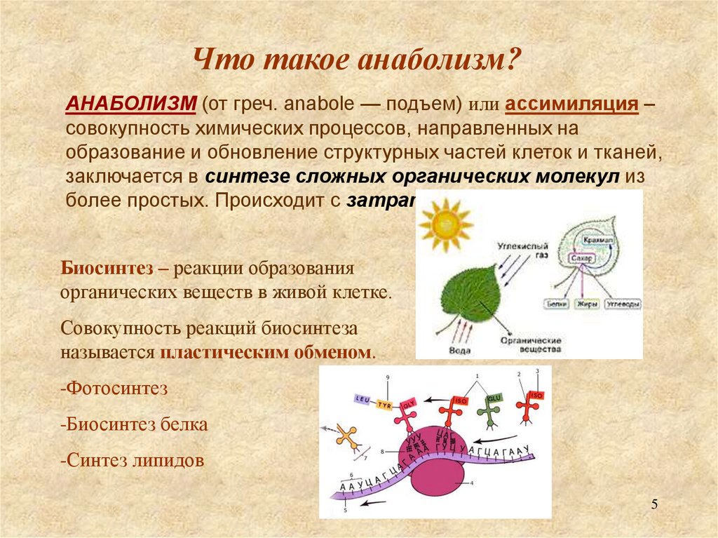 Химические процессы клетки. Анаболизм. Процессы анаболизма. Анаболические процессы примеры. Анаболизм примеры.