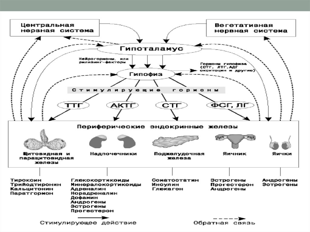 Эндокринная система человека схема