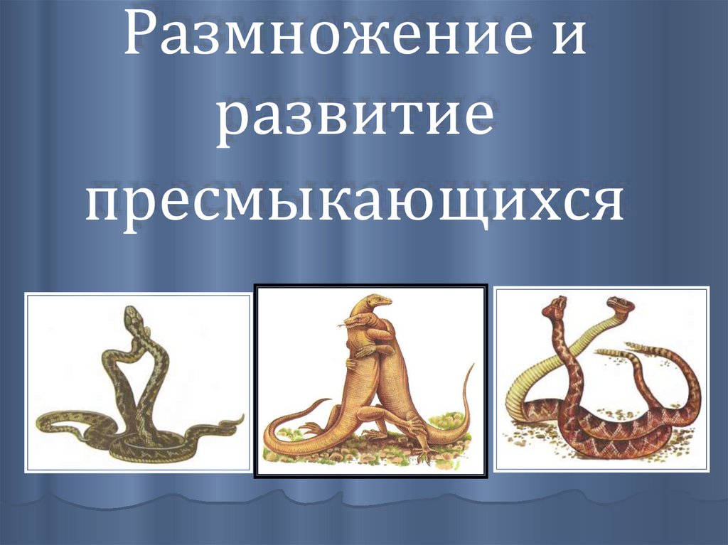 Как развиваются пресмыкающиеся. Размножение пресмыкающихся. Размножение и развитие рептилий. Пресмыкающиеся размножение и развитие. Какое размножение у пресмыкающихся.