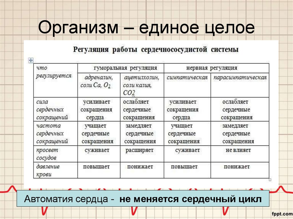 Презентация организм как единое целое 6 класс сонин