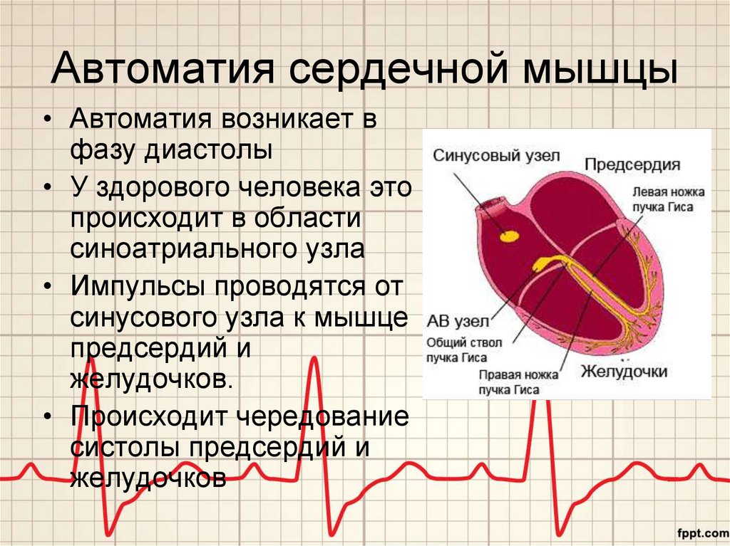 Миокард правого предсердия. Автоматич сердечной мышцы. Механизм автоматии сердца. Автоматизм сердечной мышцы. Сердечная мышца автоматия.