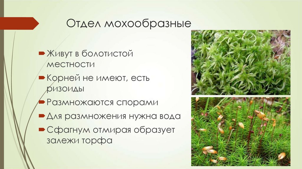 Группа растений моховидные. Гаметангии мохообразных. Отдел мохообразные. Представители отдела мохообразные. Отряд мохообразные.