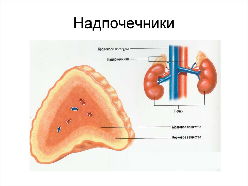 Презентация надпочечники 8 класс