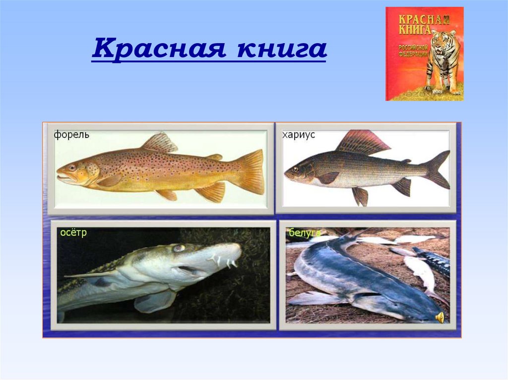 Красная книга пресноводные. Рыбы красной книги. Рыбы красной книги России. Краснокнижные рыбы России. Виды рыб из красной книги.