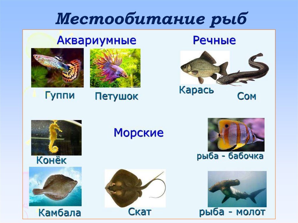 Рыбы 2 класс. Рыбы Пресноводные и морские для детей. Аквариумные и речные рыбы. Морские и речные обитатели. Аквариумные рыбы Пресноводные.