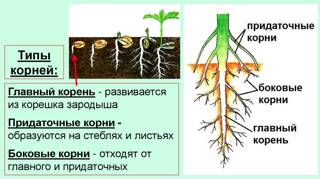 Корень развивающийся из корешка зародыша называют