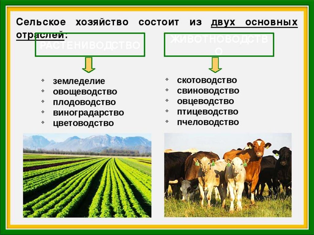 Для центральной россии характерно скотоводство. Сельское хозяйство состоит из. Сельское хозяйство животноводство. Отрасли растениеводства и животноводства. Агропромышленный комплекс животноводство.