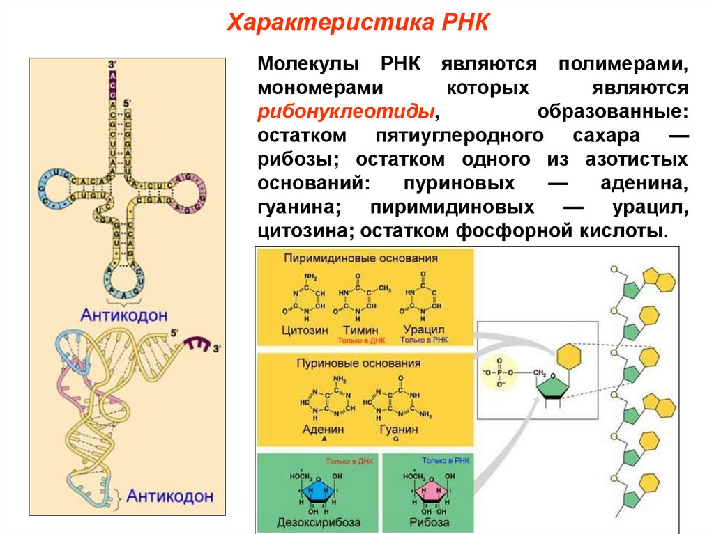 Для рнк характерно. Мономер информационной РНК. РНК полимер структура. РНК полимер или мономер. Молекула рибонуклеиновой кислоты.