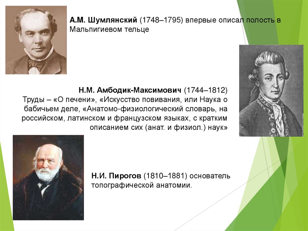 Вклад ученых в развитии анатомии. Немецкий ученый г.цинке. А Я Р сам ученый.