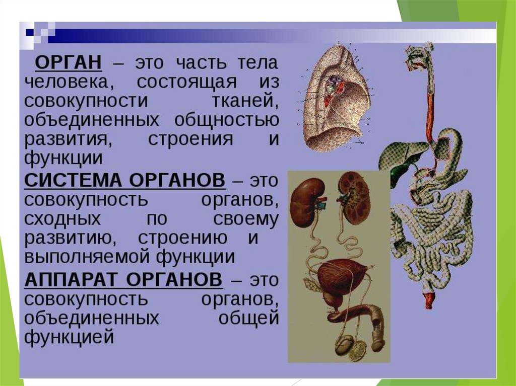 Организм это в биологии. Системы органов. Органы и системы органов. Части тела и органы человека.