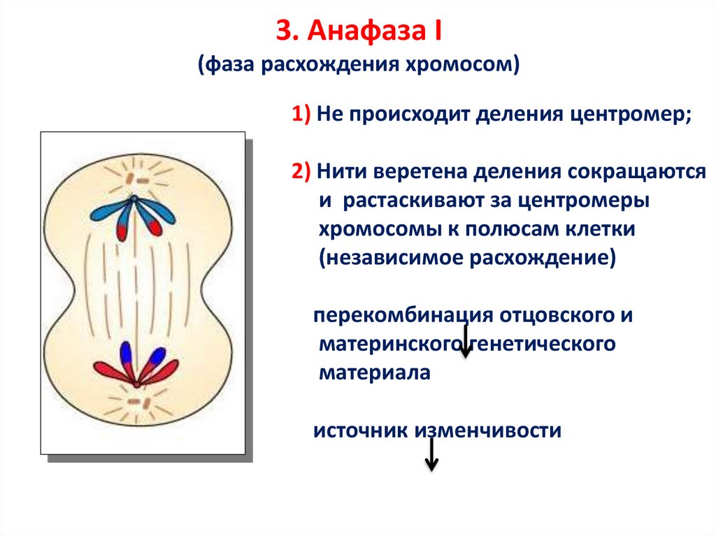 В процессе амитоза происходит неравномерное распределение