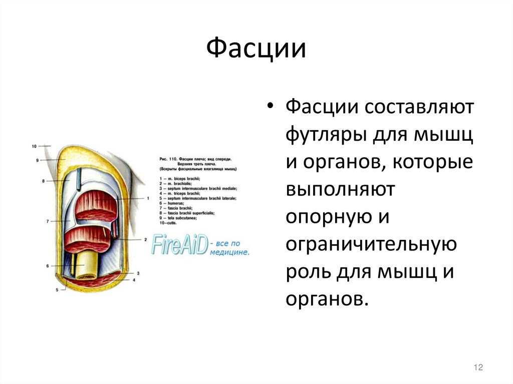 Фасции мышц. Фасция. Строение фасции. Строение мышцы фасция. Функции фасций анатомия.