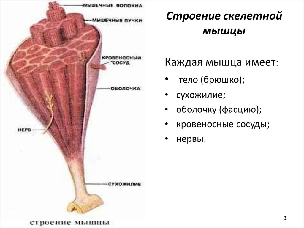 Скелетная мышца состоит из. Строение скелетной мускулатуры схема. Строение скелетной мышцы рисунок. Схема строения скелетной мышцы мышца. Строение скелетной мышцы 8 класс биология.