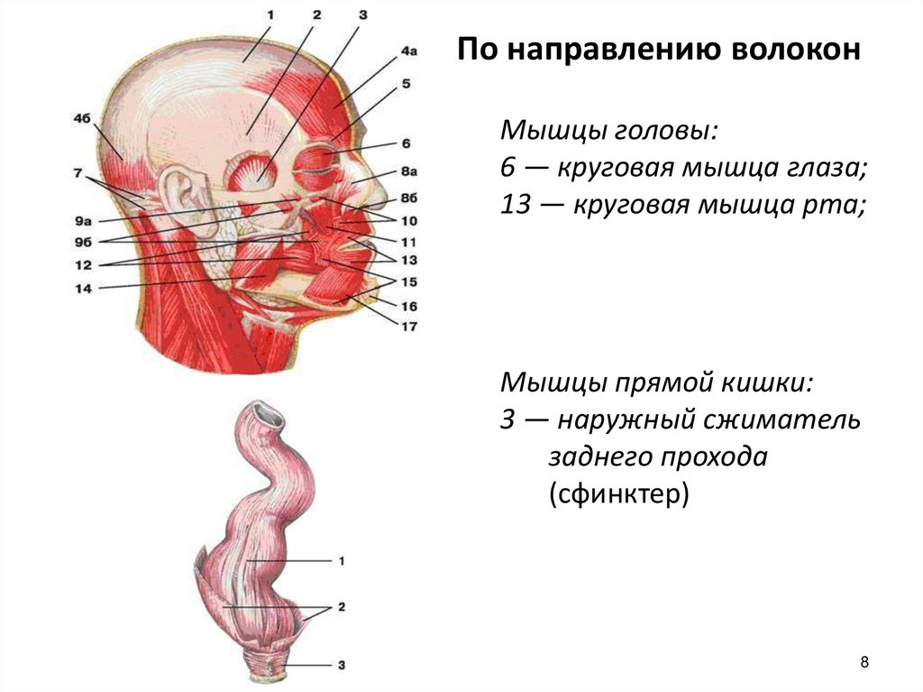 Направление мышц