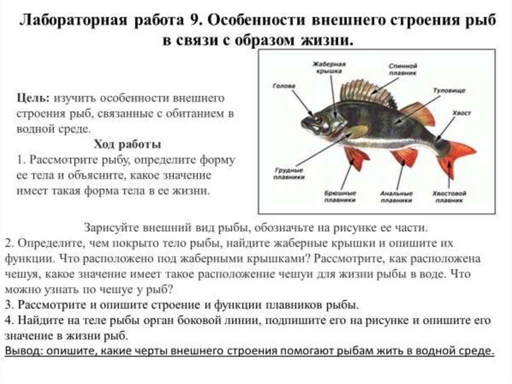 Характеристика внешнего строения