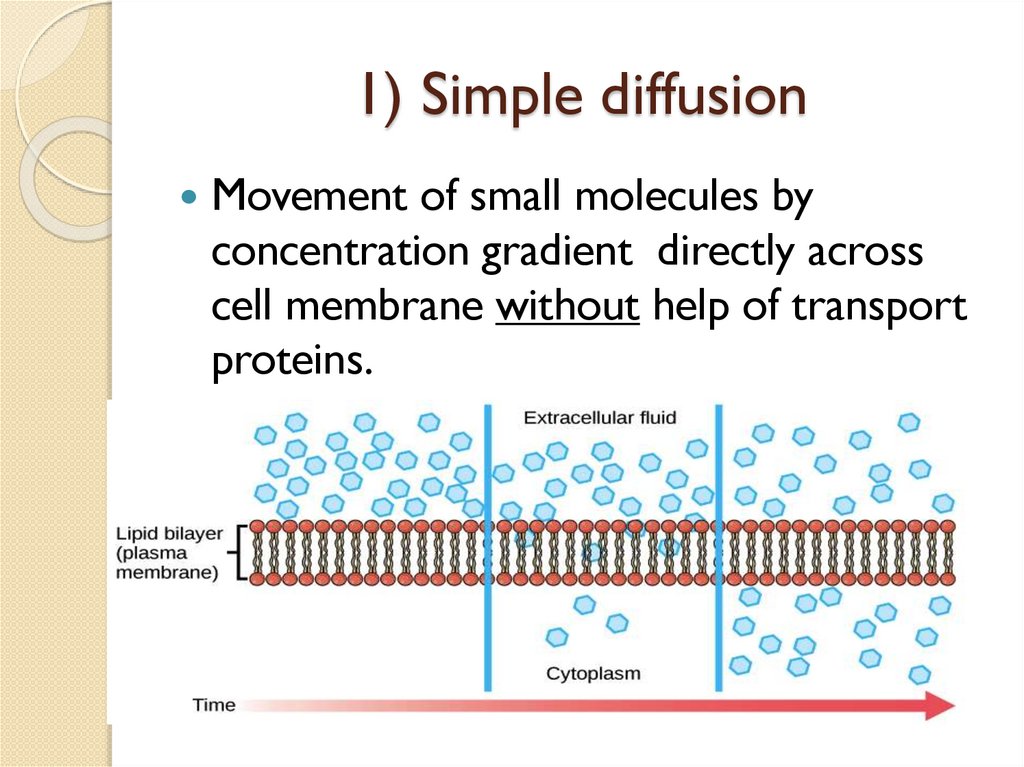 Mechanisms of passive transport - презентация онлайн