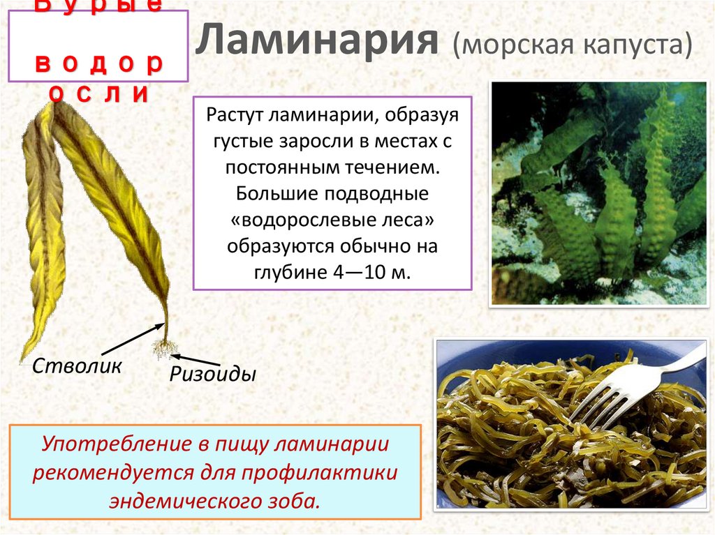 Какое значение бурых водорослей в жизни человека. Морская капуста ламинария. Ламинария зеленая водоросль. Бурые водоросли ламинария. Ламинария бурая.