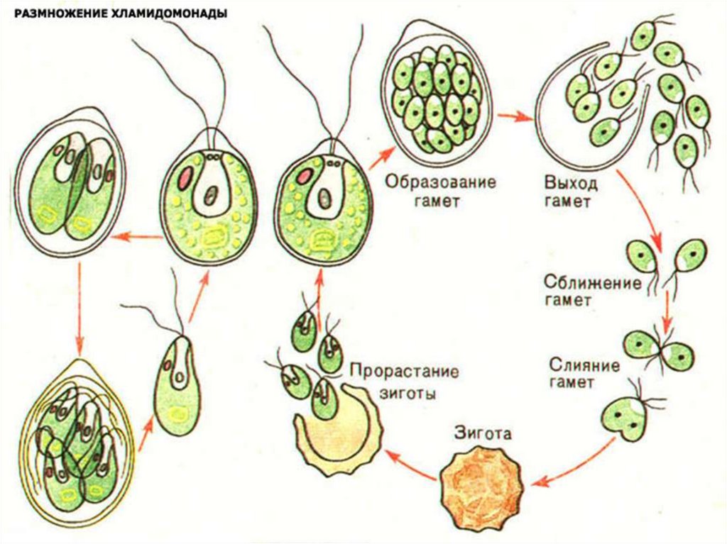 Стадии жизненного цикла зеленых водорослей. Размножение хламидомонады схема 13. Бесполое размножение хламидомонады. Размножение хламидомонады с подписями. Размножение хламидомонады схема.