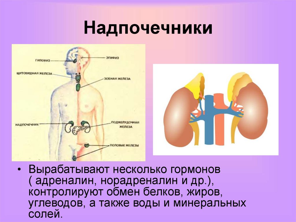 Тест железы внутренней секреции 8 класс. Почему тимус железа смешанной секреции.